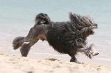 PETIT CHIEN LION 128